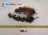 bulu curly BCL 3 - feather medium.jpg